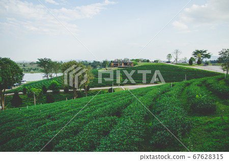 green tea farm with road and cloundy sky 67628315