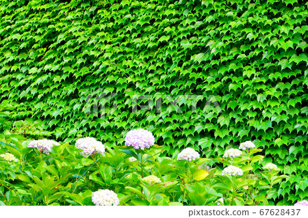 House with ivy House with ivy 67628437