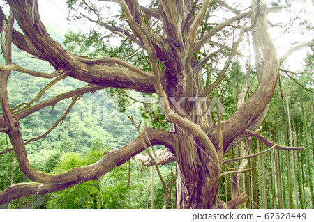 Giant tree in Shiiba Village, Japanese cypress from Okubo 67628449