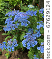 hydrangea   67629124
