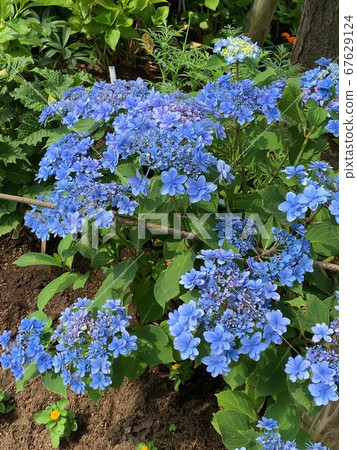 hydrangea hydrangea 67629124