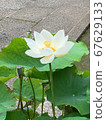 White lotus 67629133