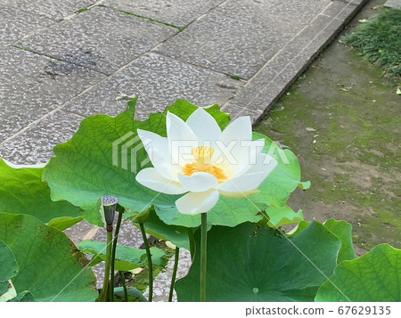 Byakuren Yoko 67629135