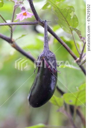 Eggplant that grows in the field 67629502