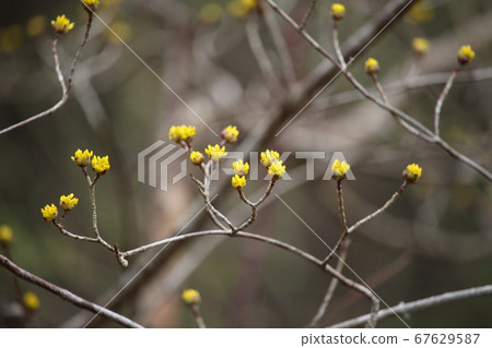 三叔魚的芽 67629587