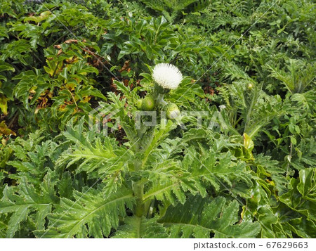 White flower of thistle, which blooms at Cape Hedo, the northernmost point on the main island of Okinawa 67629663