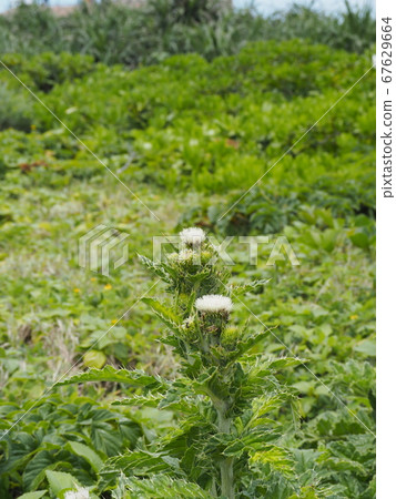 薊白花，盛開在沖繩本島最北端的海戶角（Cape Hedo）上 67629664