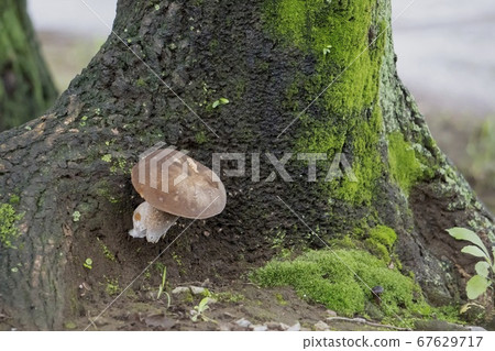 從樹的根部生長的蘑菇/平菇 67629717