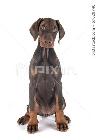 puppy doberman pinscher in studio puppy doberman pinscher in studio 67629740