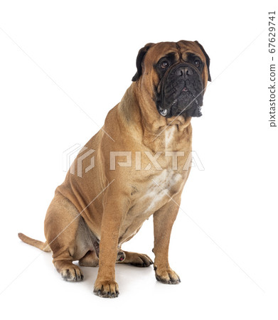 young bullmastiff in studio young bullmastiff in studio 67629741