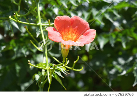 Nausua Kazura (Ling Flower) 67629766