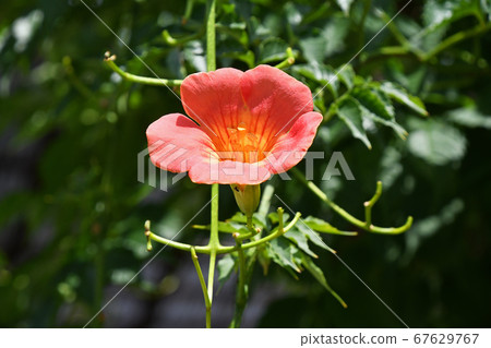 Nausua Kazura (Ling Flower) 67629767