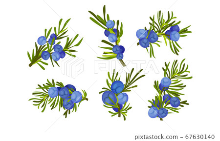 Juniper Branches with Needle Like Leaves and Blue Aromatic Seed Cones Vector Set 67630140