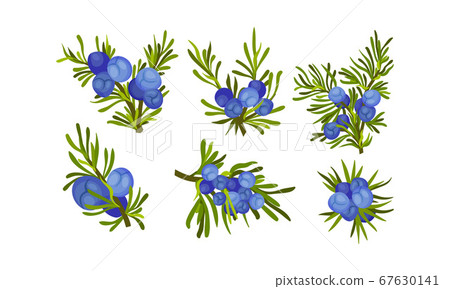 Juniper Branches with Needle Like Leaves and Blue Aromatic Seed Cones Vector Set 67630141