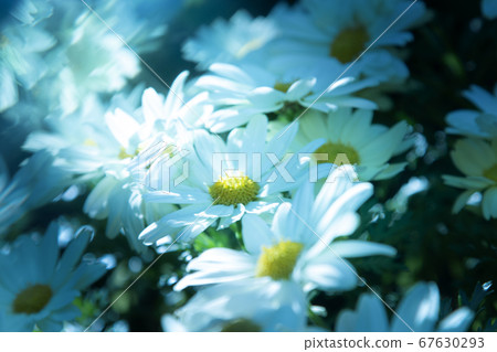 夢幻白花 67630293