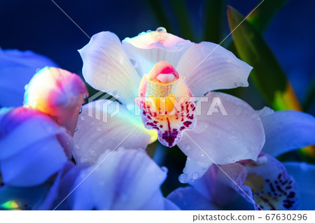 Cymbidium illuminated by rainbow colors 67630296