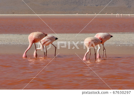 Red waters and flamingos at Colorada Lagoon - South of Bolivia. 67630297