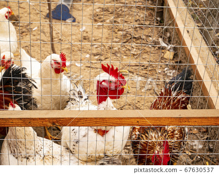Chicken in a corral from the net. Chicken in a corral from the net. 67630537