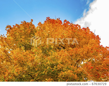 Autumn maple against a cloudy sky. 67630729