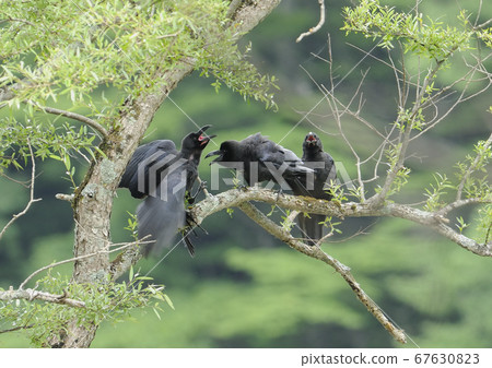 Carrion crow parenting 67630823