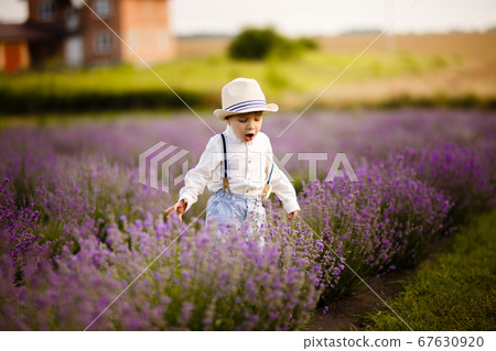 Little boy walking on a lavender field. In a stylish hat. Little boy walking on a lavender field. In a stylish hat. 67630920