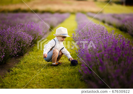 Little boy walking on a lavender field. In a stylish hat. Little boy walking on a lavender field. In a stylish hat. 67630922