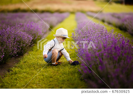 Little boy walking on a lavender field. In a stylish hat. Little boy walking on a lavender field. In a stylish hat. 67630925