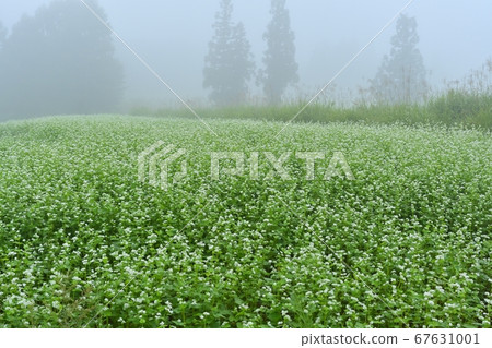 Japanese cedar grove in the misty buckwheat field in Aishitoshigo Town Japanese cedar grove in the misty buckwheat field in Aishitoshigo Town 67631001