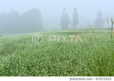 日本雪松林在霧ish蕎麥領域在愛石宜鄉 日本雪松林在霧ish蕎麥領域在愛石宜鄉 67631029
