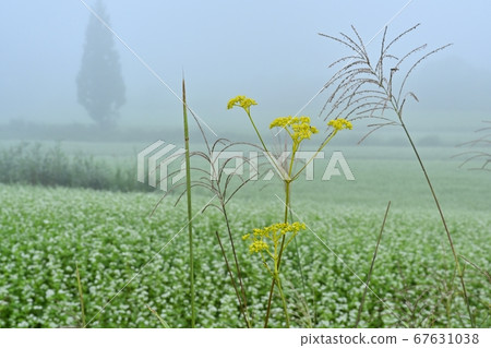 In the misty buckwheat field of Aizu Shimogo Town In the misty buckwheat field of Aizu Shimogo Town 67631038