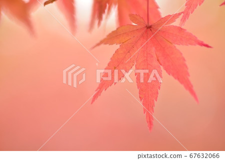 秋天的葉子的宏觀照片 67632066