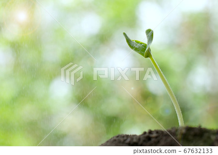 Closeup small young plant sprout with light rain 67632133