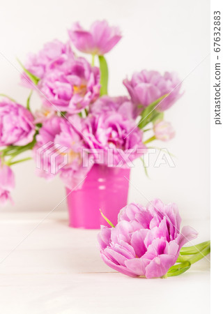 Beautiful Bunch of Peony Style Tulips in the Pink 67632883
