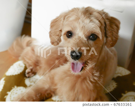 一隻可愛的杏狗坐著，凝視著你[Toy Poodle Malpu] 67633161