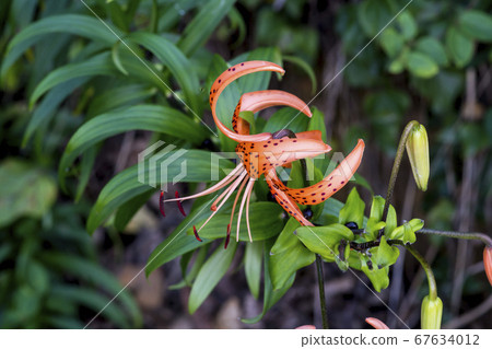 Ballistic Port 67634012