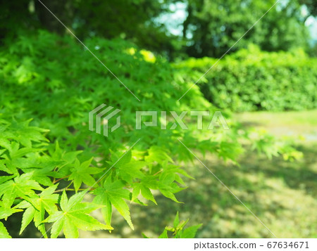 Blue maple in early summer Blue maple in early summer 67634671