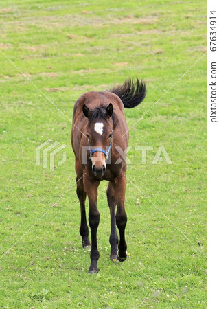 Horse thoroughbred Horse thoroughbred 67634914