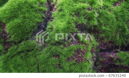 Artificial moss background.green texture Artificial moss background.green texture 67635240