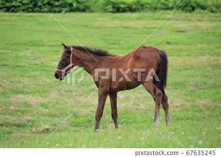 馬純種馬 67635245