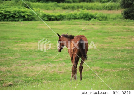 馬純種馬 馬純種馬 67635246