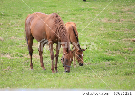 Horse thoroughbred 67635251