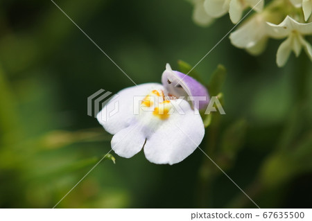 常盤蝦虎魚,可愛的小花 常盤蝦虎魚,可愛的小花 67635500