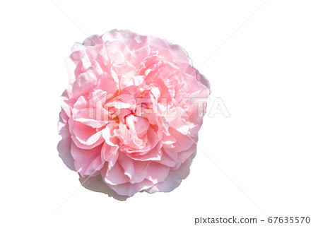 Decorative blooming rose bud with pink petals. 67635570