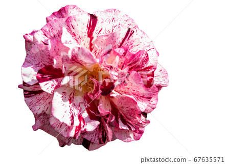 Blooming rose bud with red dots petals isolated on white background. Blooming rose bud with red dots petals isolated on white background. 67635571