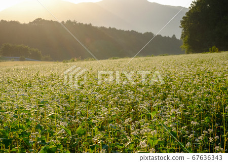 Buckwheat flowers and Asahi (Sakurai City, Nara Prefecture) Buckwheat flowers and Asahi (Sakurai City, Nara Prefecture) 67636343