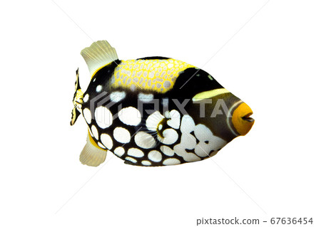 引金魚，白色背景 67636454
