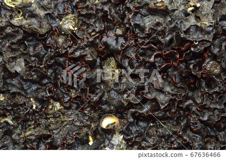 A member of the brute beetle 67636466