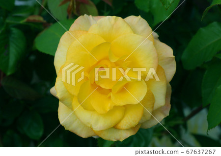 Roses of Kanayama general park 67637267