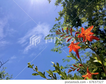 Himehiohugi Summer Summer Vacation Sun Season Orange Flowers Himehiohugi Summer Summer Vacation Sun Season Orange Flowers 67637327