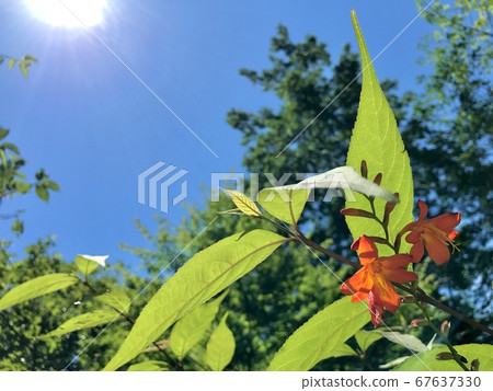 Himehiohugi Summer Summer Vacation Sun Season Orange Flowers 67637330